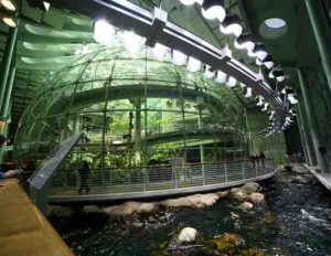 California Academy of Sciences Indoor Rainforest