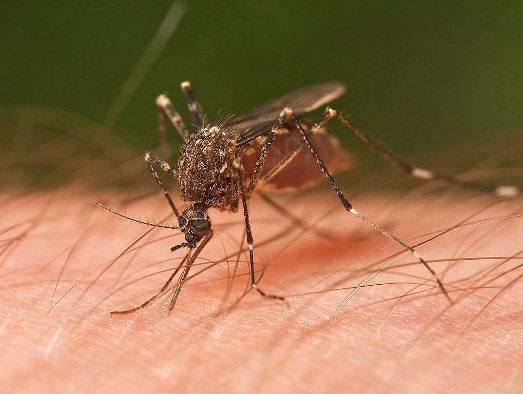 미시건 주, 주민들에게 위험한 모기 매개 질병 주의 당부