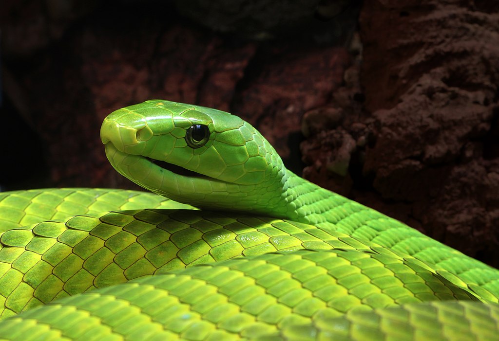 자신의 애완용 뱀인 치명적인 녹색 맘바에게 물린 한 남성