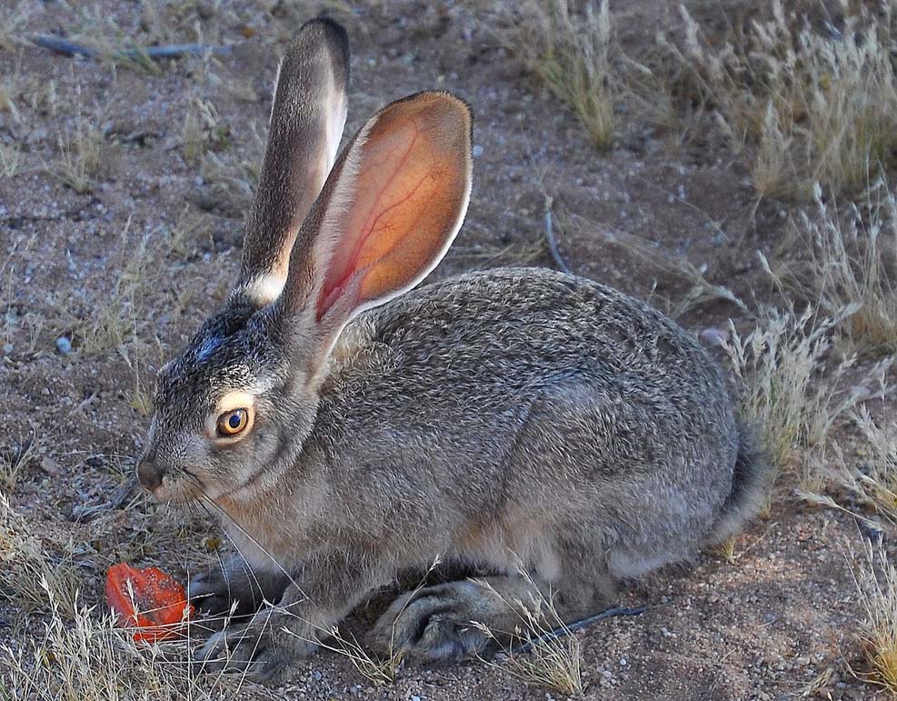 텍사스 야생동물 관리자들, 2021년 첫 번째 치명적인 토끼 바이러스 사례 확인