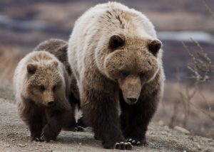 옐로스톤 근처 그리즐리 곰, 이 지역 여행 가이드 물어 죽여
