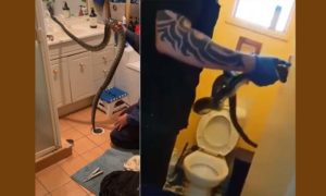 거대한 뱀을 한 가정집의 배수구와 변기에서 제거하는 영상