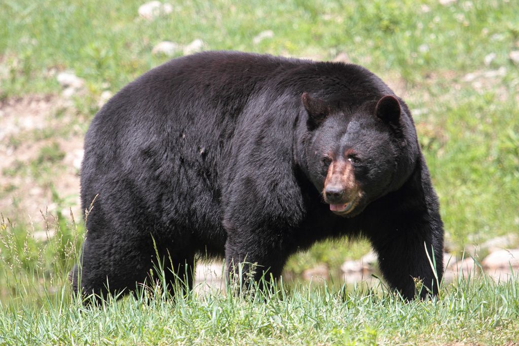 곰에게 공격당한 콜로라도 주 한 여성, 집 근처에서 숨진 채 발견