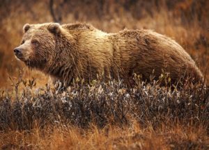 몬태나 주에서 캠핑하던 중 회색 곰에게 공격당해 사망한 여성