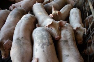 이미 오를대로 오른 돼지고기 가격, 새 동물 복지법으로 더 높아질 수 있어