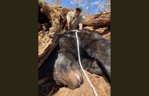 야생동물 관리 사무소, 테네시 주 대학 근처 배회하는 500파운드 흑곰 포획
