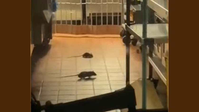 플로리다의 맥도날드 매장에서 발견된 다섯 마리의 “쥐”
