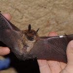 아이다호 주 공중보건당국, 광견병 박쥐 처음으로 확인한 후 주의 요망