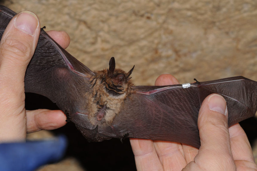 아이다호 주 공중보건당국, 광견병 박쥐 처음으로 확인한 후 주의 요망