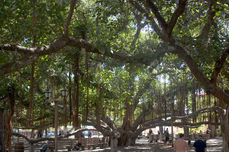 반얀 나무 공원(Banyan Tree Park)