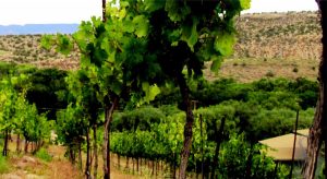 베르데 밸리 와인 트레일(Verde Valley Wine Trail)