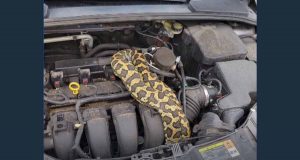 자동차 엔진 속에서 발견된 비단뱀