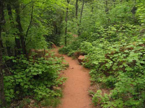 Taylor-Creek-Trail