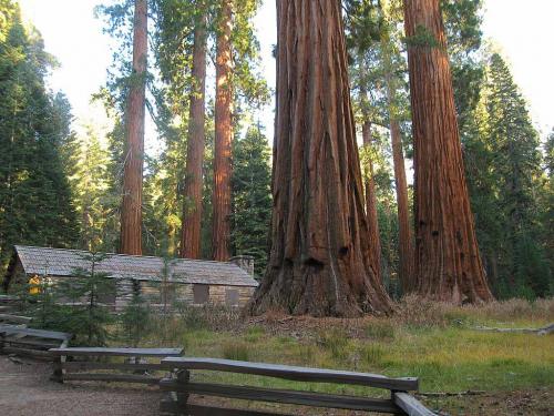 Cabin in Mariposa Grove of Sequoia