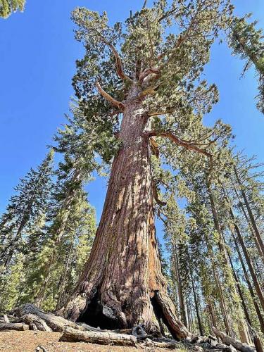 Grizzly Giant Mariposa Grove June 2022
