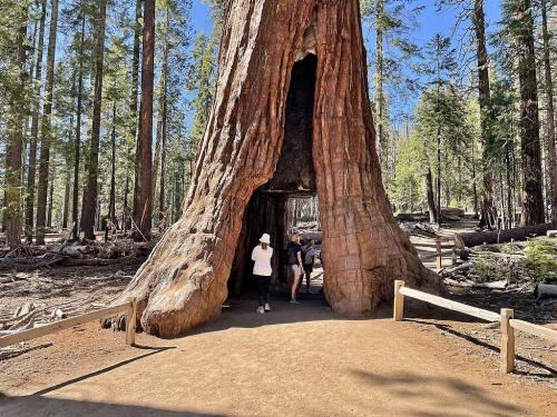 Tunnel Tree Mariposa Grove Yosemite National Park June 2022