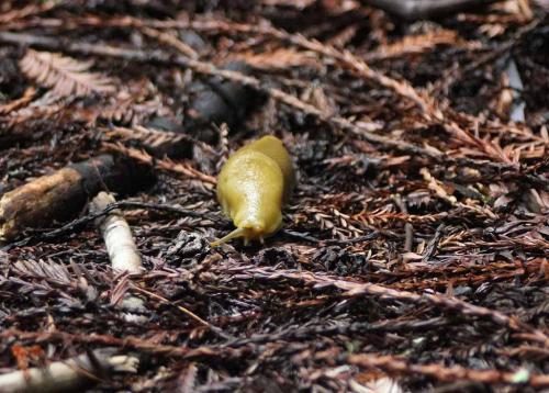 Muir Woods Banana Snail