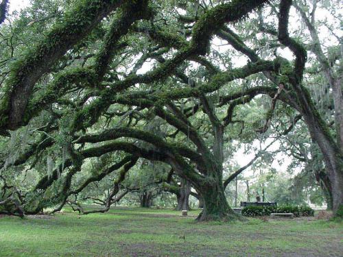 New-Orleans-City-Park-2005-07-Oak-Trees
