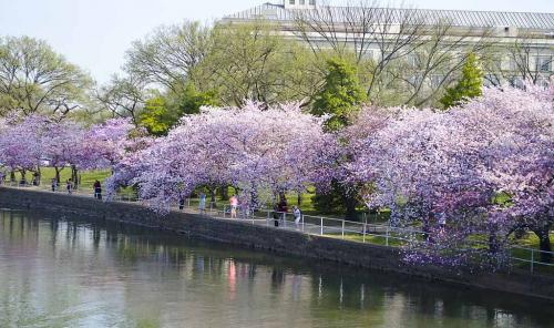 Cherry blossom tidal basin wall