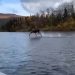 알래스카에서 물 위를 달리는 무스 동영상, 예수?