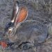 텍사스 야생동물 관리자들, 2021년 첫 번째 치명적인 토끼 바이러스 사례 확인